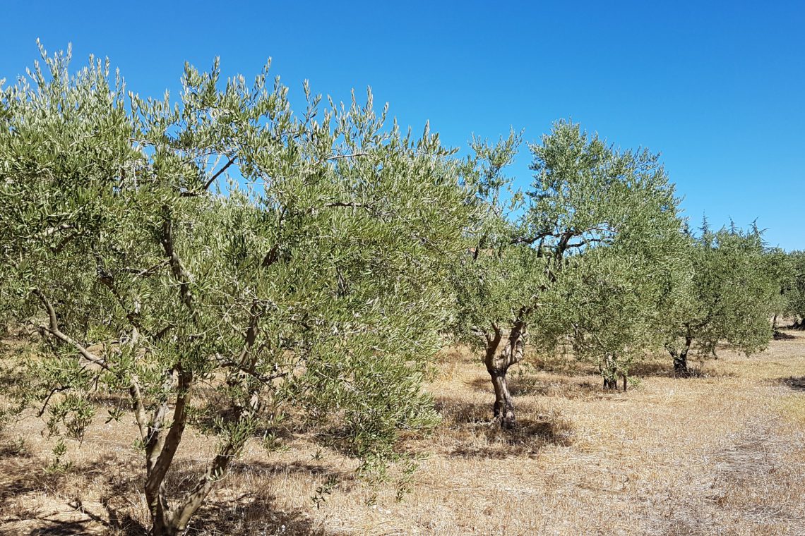 olive tree