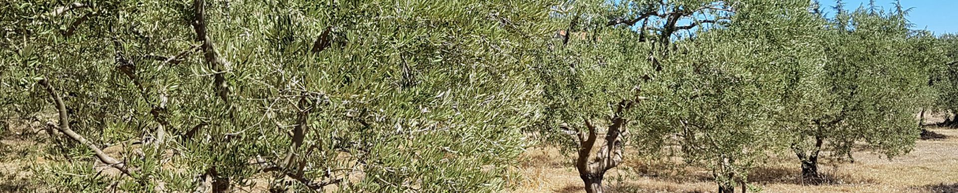 Olive oil from Haute-Provence (AOC)