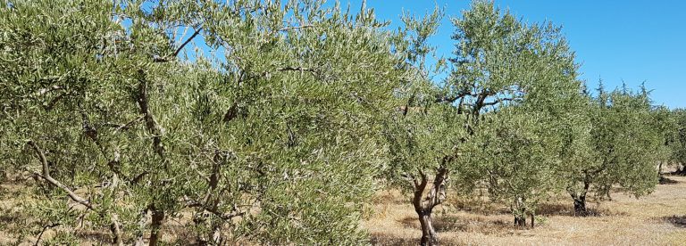 Olive oil from Haute-Provence (AOC)
