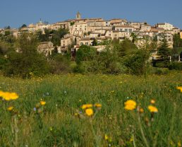 Dauphin ©Philippe Leroux