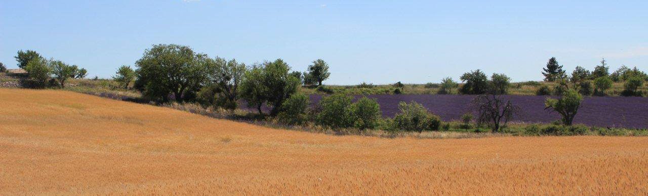 Haute-Provence Small Spelt (IGP) ©Syndicat du petit épeautre de Haute-Provence