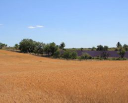 Haute-Provence Small Spelt (IGP) ©Syndicat du petit épeautre de Haute-Provence