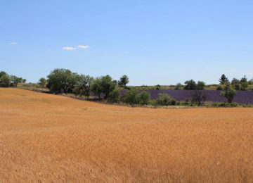 Haute-Provence Small Spelt (IGP) ©Syndicat du petit épeautre de Haute-Provence