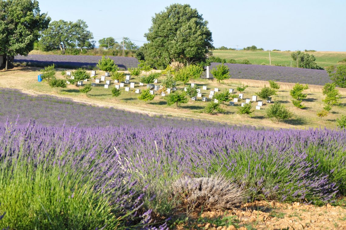 honey: hives near a lavender field