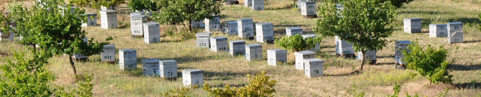 honey: hives near a lavender field Valensole