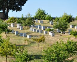 honey: hives near a lavender field Valensole