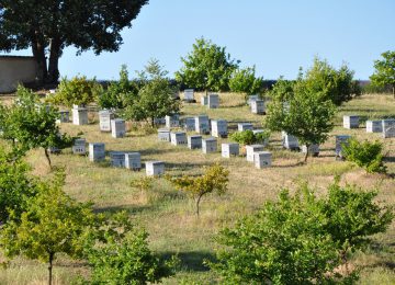 honey: hives near a lavender field Valensole