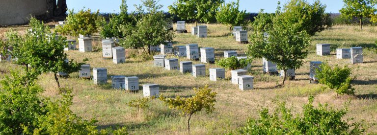 honey: hives near a lavender field Valensole