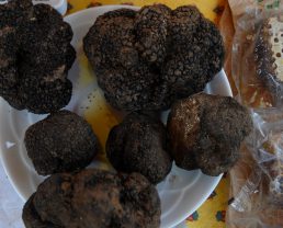 Truffles from Haute-Provence