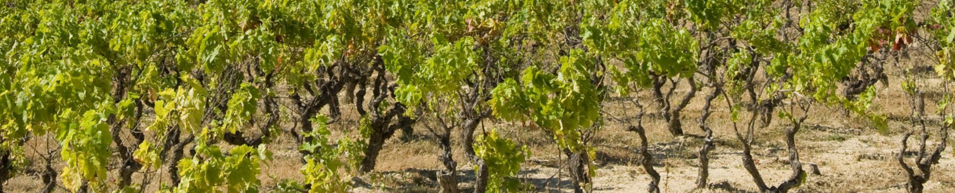 Vignes de Pierrevert ©M. Boutin