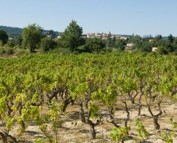 Vignes de Pierrevert ©M. Boutin