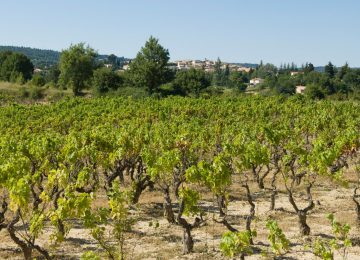 Vignes de Pierrevert ©M. Boutin