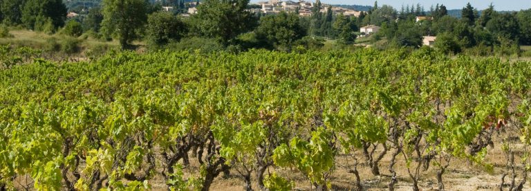 Vignes de Pierrevert ©M. Boutin