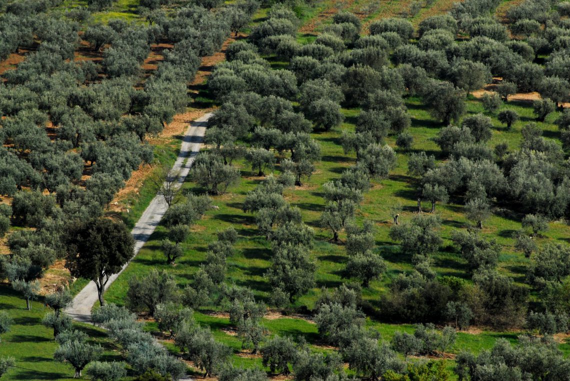 olive trees in Lurs ©Philippe Leroux