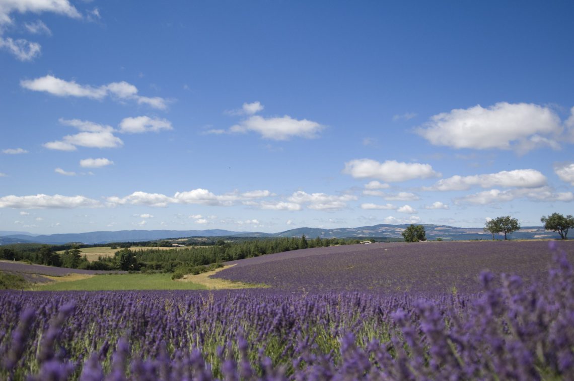 Routes de la lavande ©M. Boutin