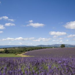 Lavander field ©M. Boutin