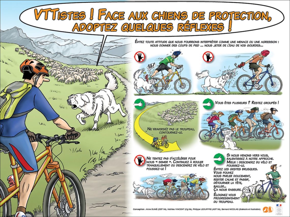 How to behave on your bike or mountain bike with Sheep guard dogs