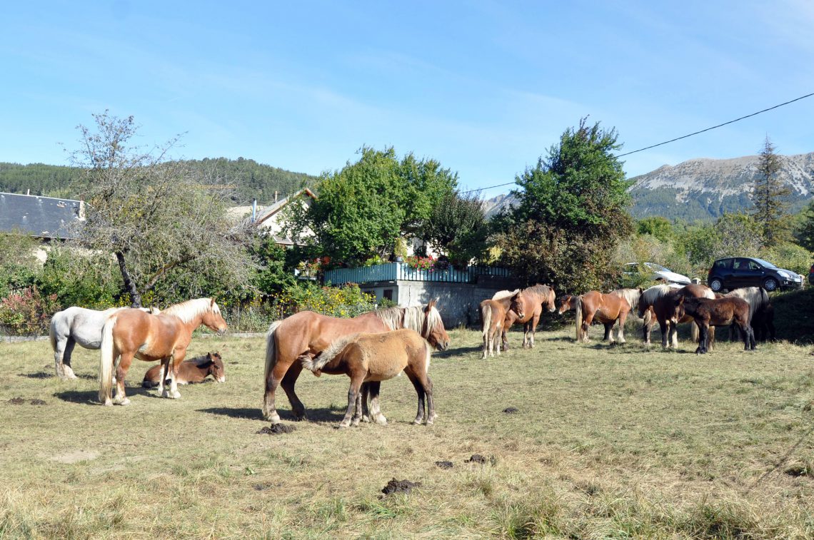 Mule contest in Seyne-les-Alpes