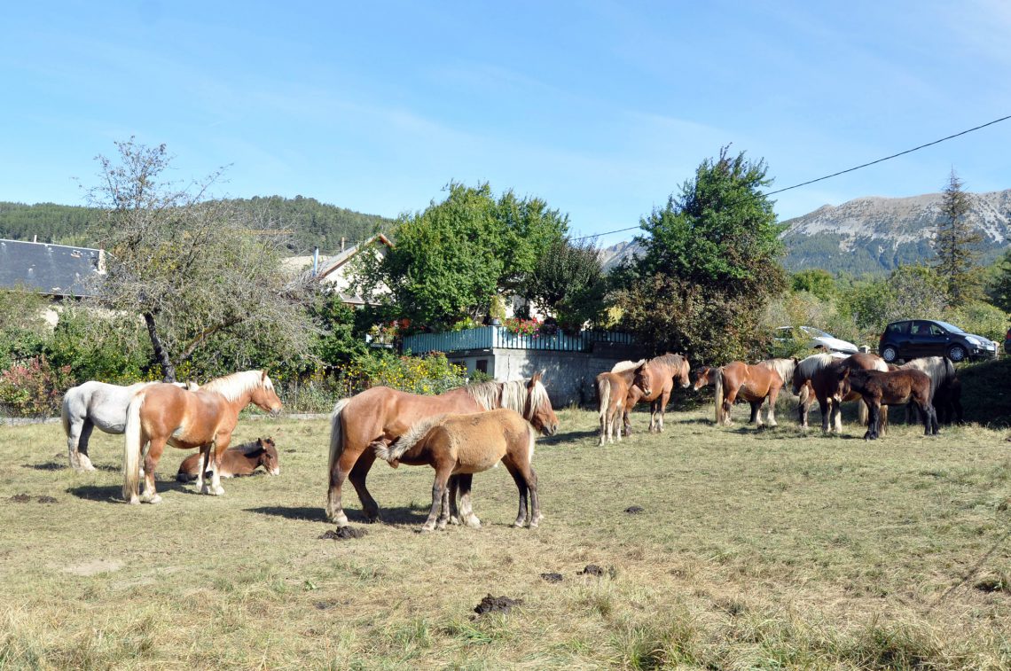 Concours Mulassier à Seyne-les-Alpes