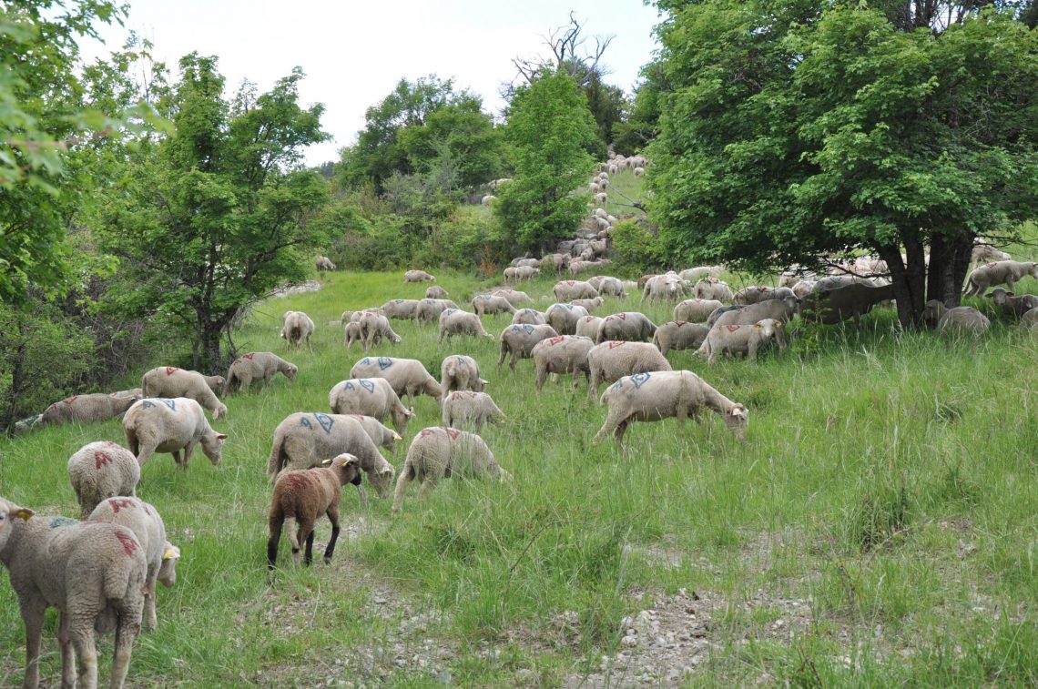 Sisteron lamb