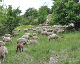 flock of sheep