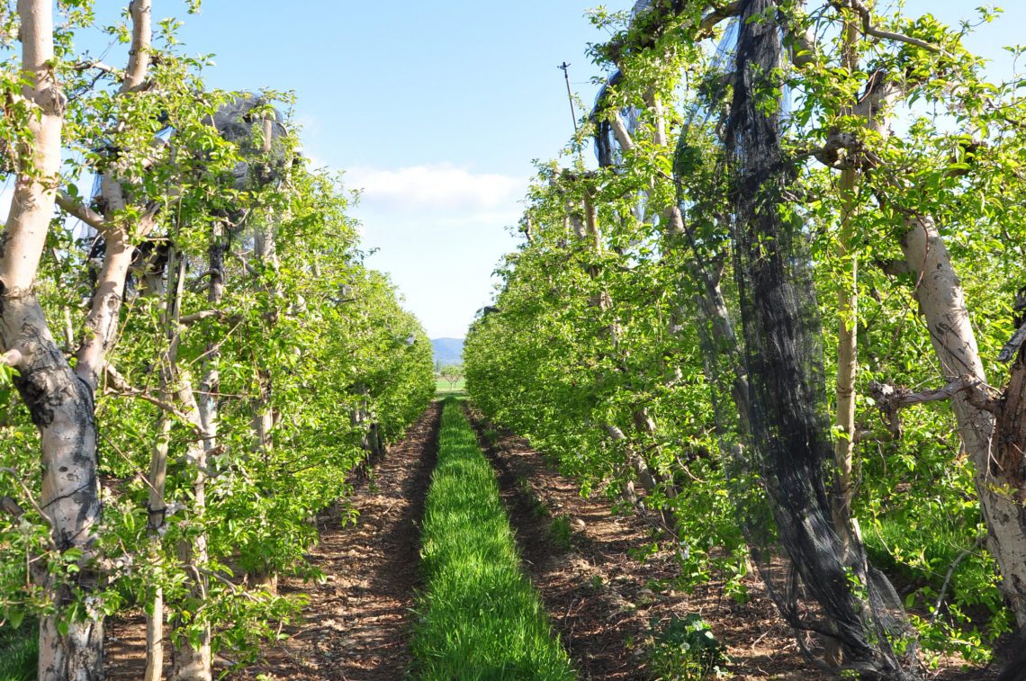 Alpes de Haute Durance apples