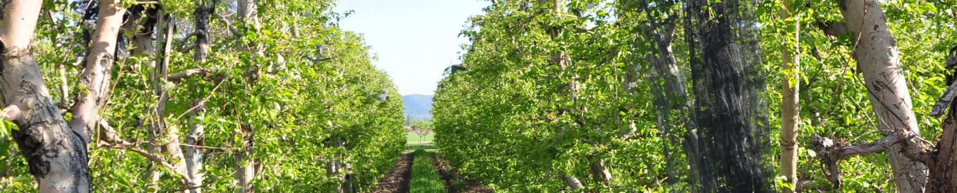 Haute Durance apples (IGP) and other Haute Provence fruit