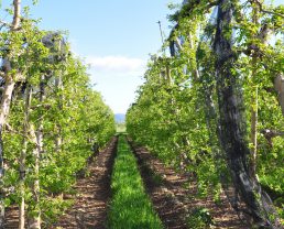 Haute Durance apples (IGP) and other Haute Provence fruit