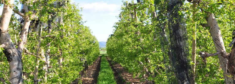 Haute Durance apples (IGP) and other Haute Provence fruit