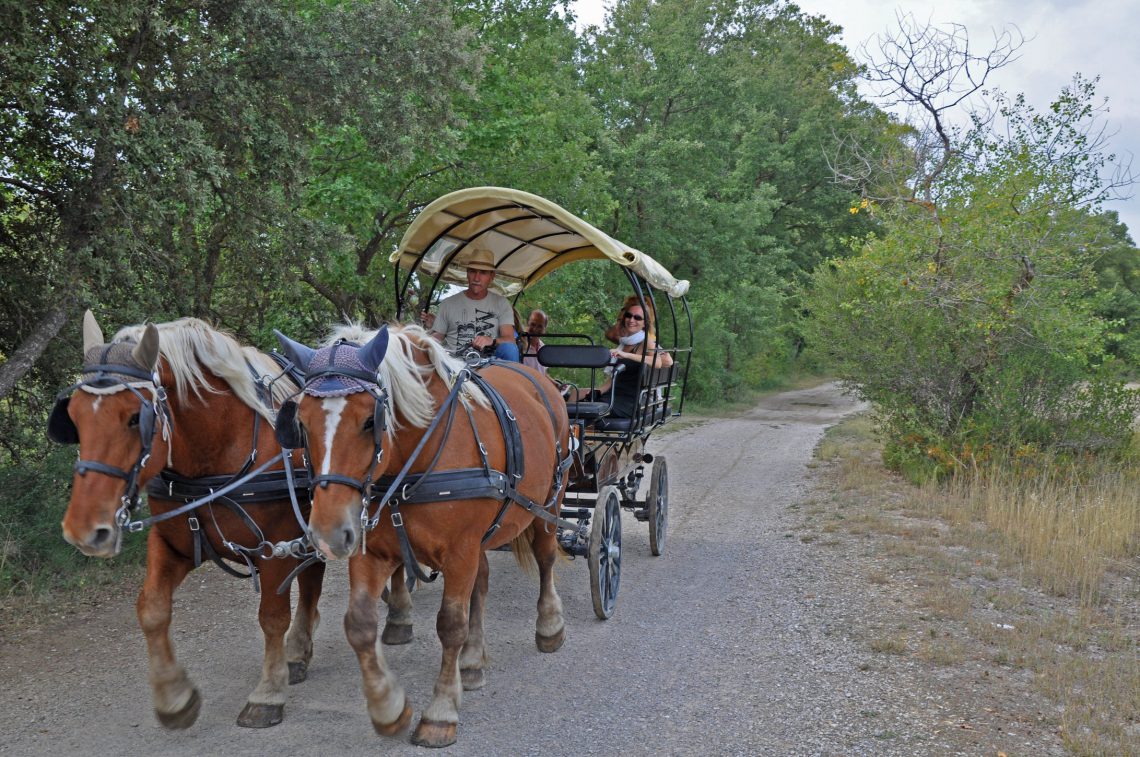 Carriage tour loop from Forcalquier to the Montagne de Lure