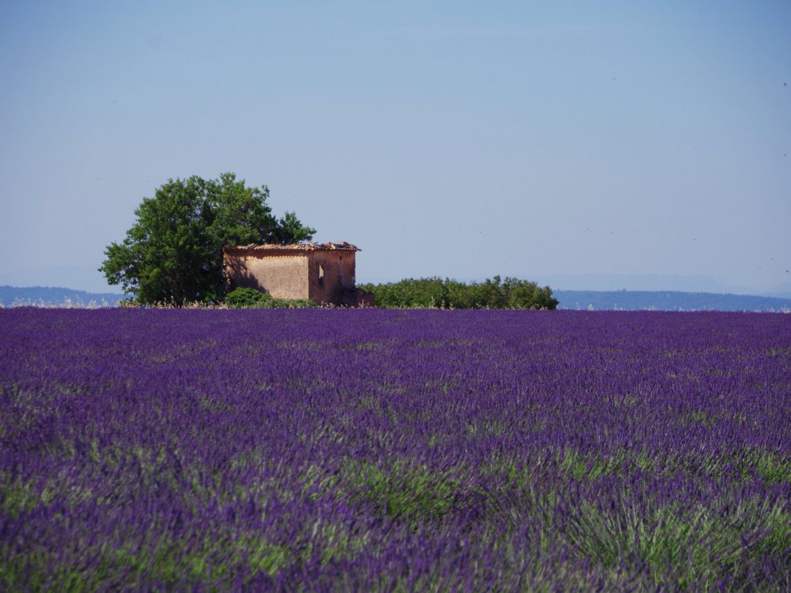 lavander field on the course