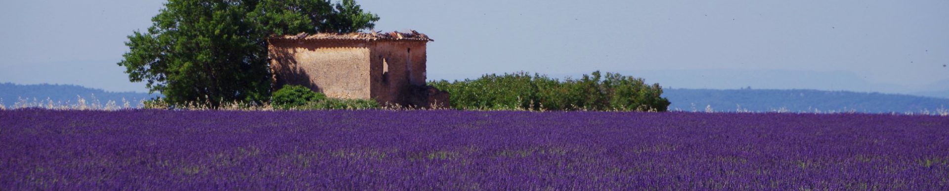 lavander field Routes de la lavande