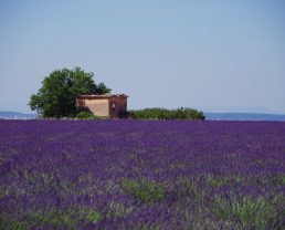 lavander field Routes de la lavande