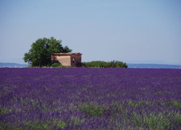 lavander field Routes de la lavande