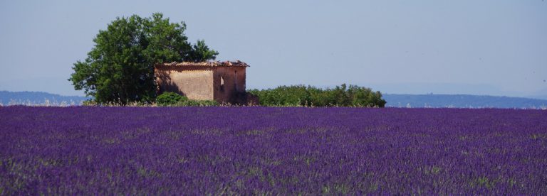 lavander field Routes de la lavande