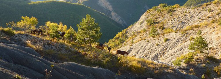 Route Napoléon à cheval labellisée « Grand Itinéraire Équestre »