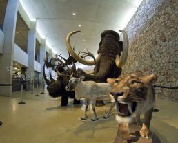 Museum of Prehistory of the Gorges du Verdon in Quinson