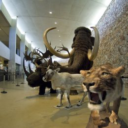 Museum of Prehistory of the Gorges du Verdon in Quinson