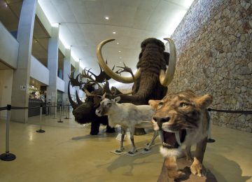 Museum of Prehistory of the Gorges du Verdon in Quinson