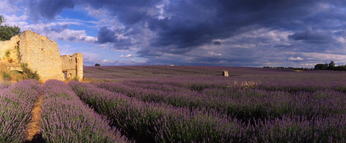 Lavander field in plateau de Valensole