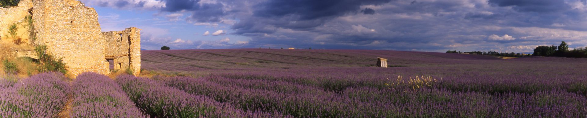 plateau de Valensole