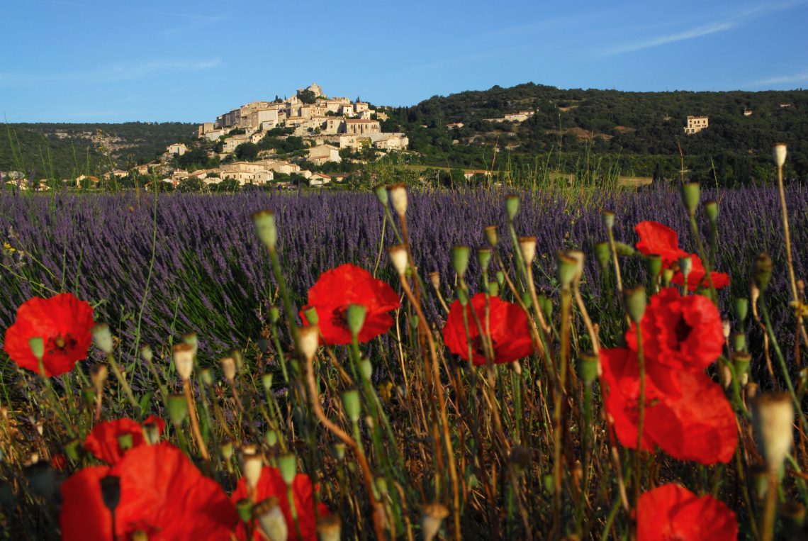 Lavander field in Simiane-la-Rotonde