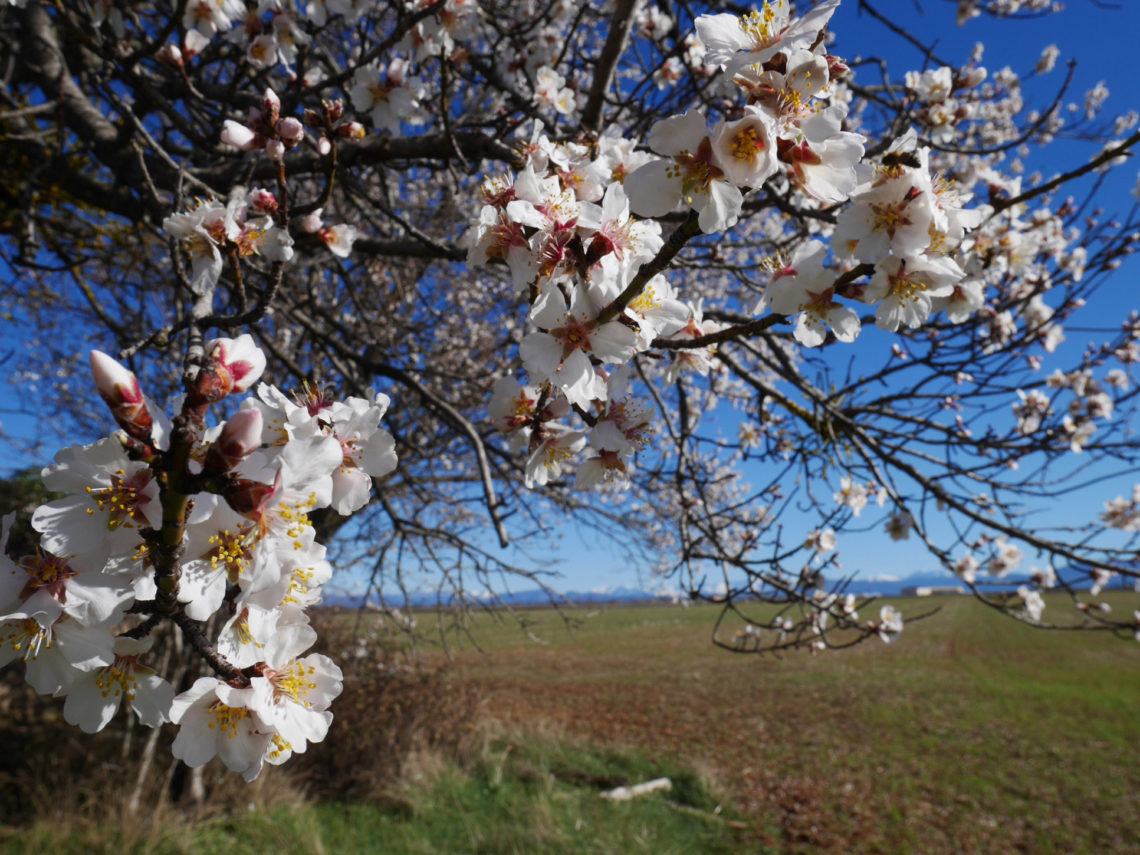 Almonds from Valensole ©ADT04/Gbe