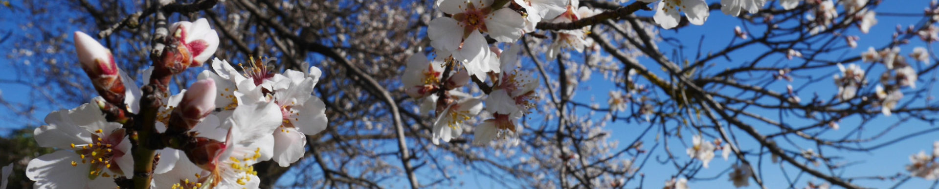 Almonds from Valensole ©ADT04/Gbe