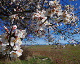 Almonds from Valensole ©ADT04/Gbe