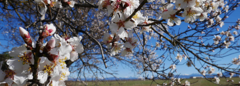 Almonds from Valensole ©ADT04/Gbe