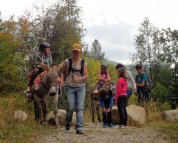 hike with a donkey