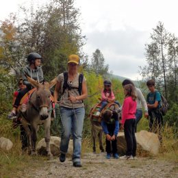 hike with a donkey