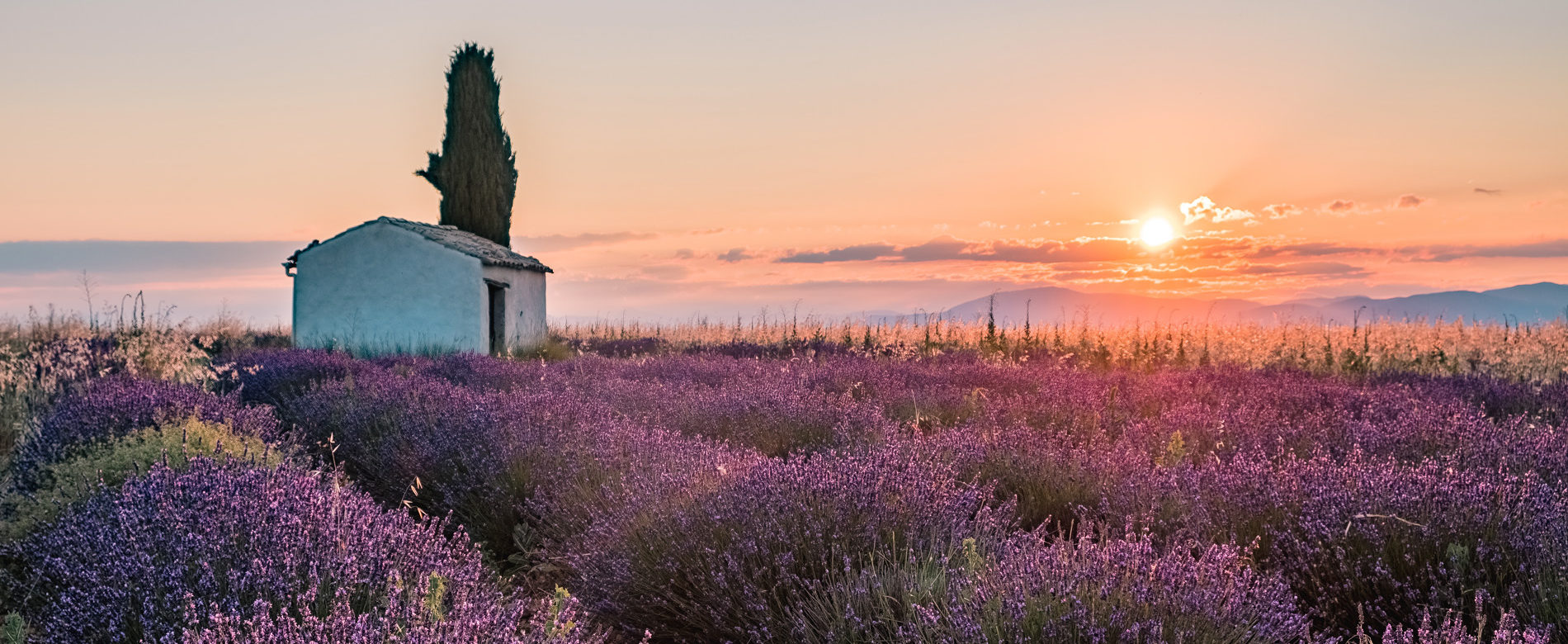 Lavander of Provence ©AD04 / Teddy Verneuil