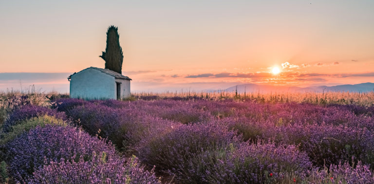Lavander of Provence ©AD04 / Teddy Verneuil